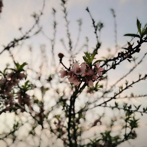 洋米糕和四川小美女的结局
